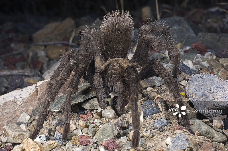 加利福尼亚狼蛛（雄性）图片素材