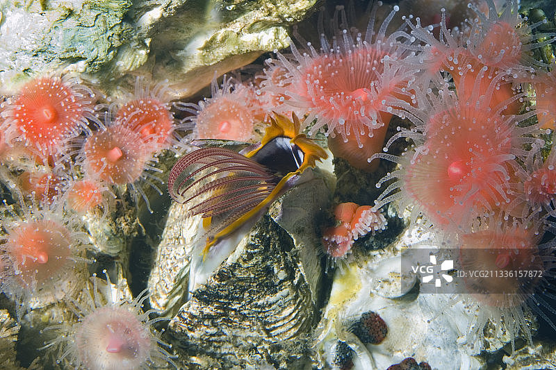 巨型藤壶使用蔓足进食图片素材
