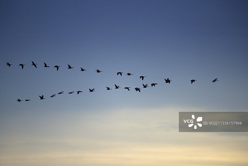 呈V字队形飞行的加拿大鹅图片素材