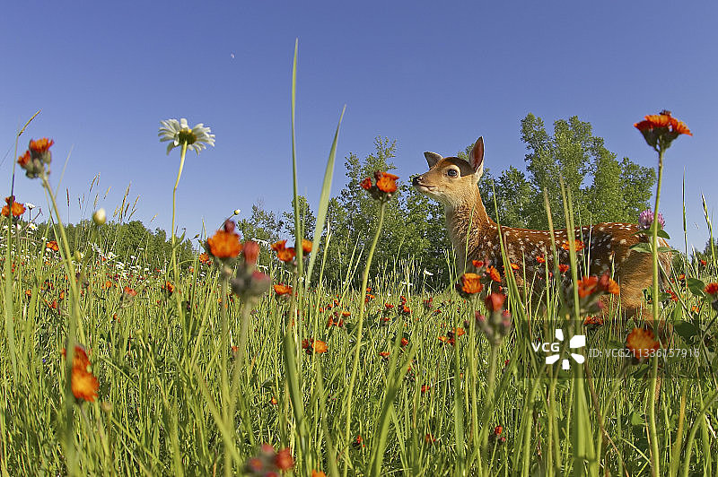 白尾鹿图片素材