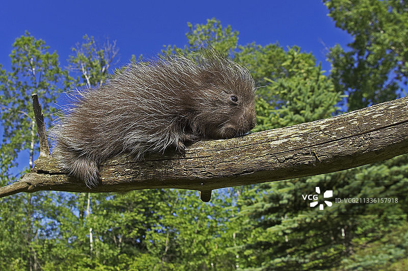 树枝上的小豪猪图片素材