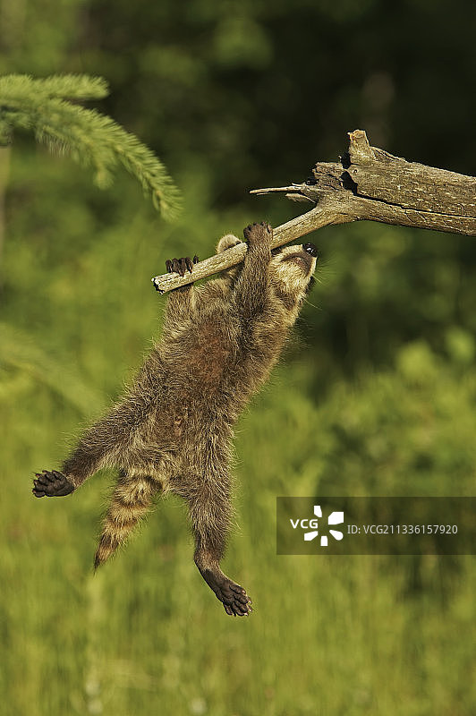 浣熊幼崽图片素材