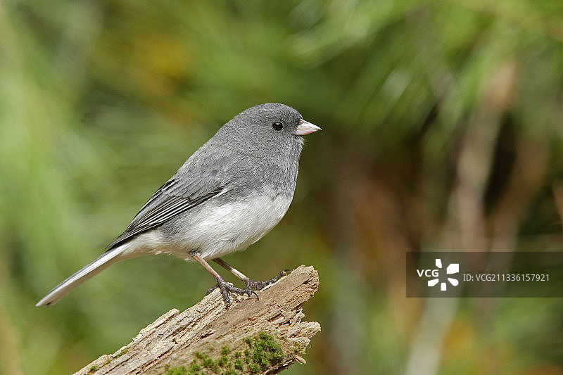 黑眼灰雀或板岩色灰雀图片素材