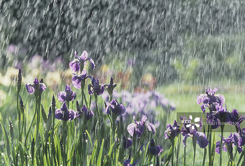 雨中的西伯利亚鸢尾花园花朵图片素材
