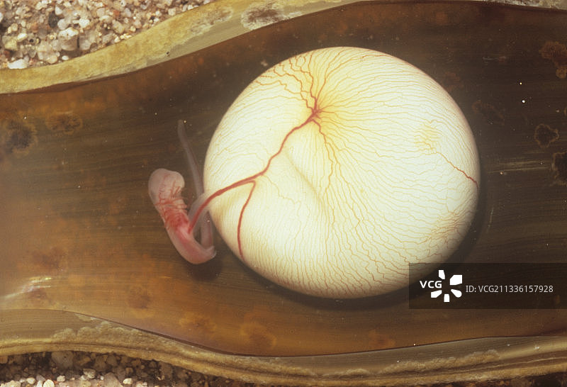 卵壳中的膨胀鲨鱼胚胎图片素材