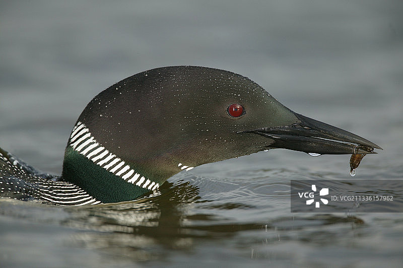 普通潜鸟正在进食图片素材