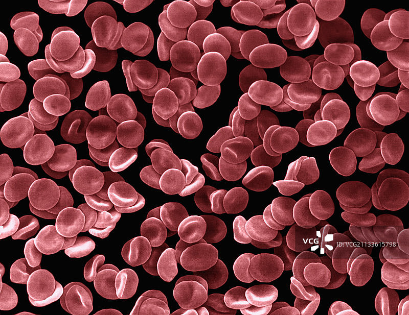 人体红细胞扫描电镜图图片素材
