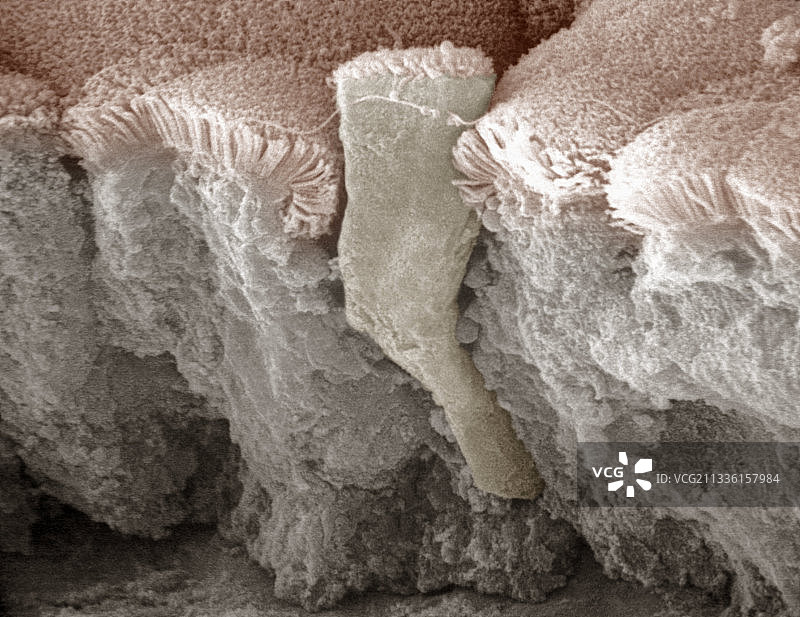 小肠柱状上皮细胞简图图片素材