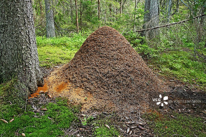 蚁丘图片素材
