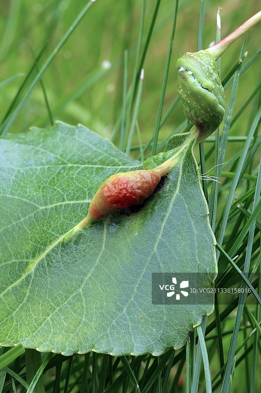 蚜虫虫瘿图片素材