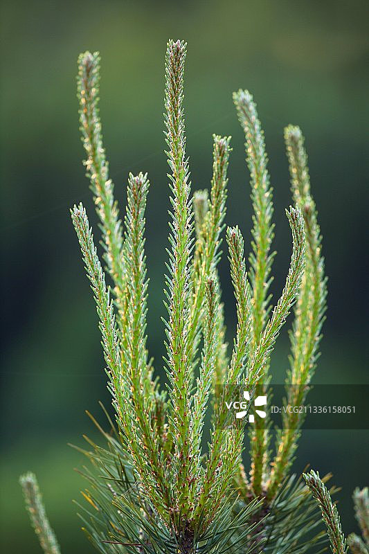 苏格兰松（欧洲赤松）针叶图片素材