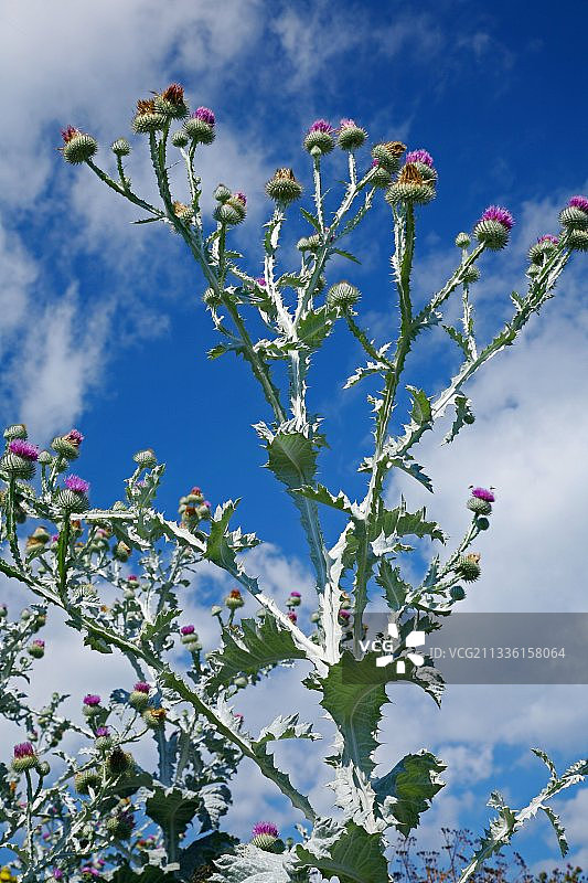 棉蓟图片素材
