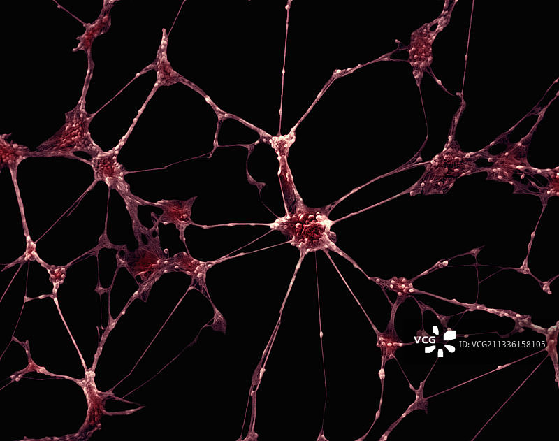 神经元细胞图片素材