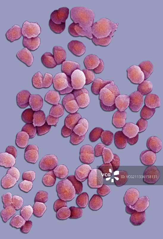 藤黄八叠球菌，革兰氏阳性图片素材