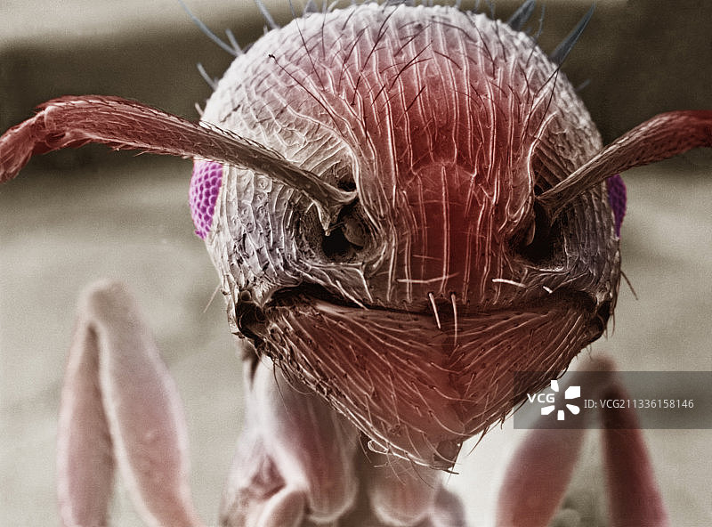 显示触角的人行道蚂蚁图片素材