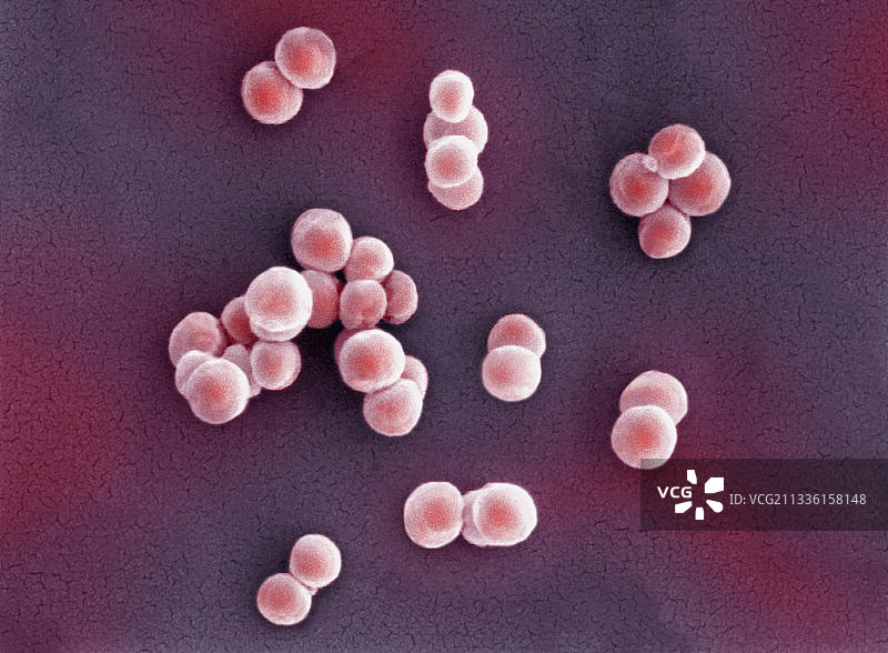 金黄色葡萄球菌图片素材