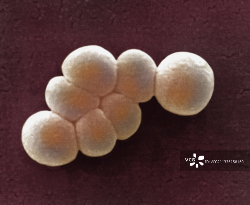 金黄色葡萄球菌图片素材