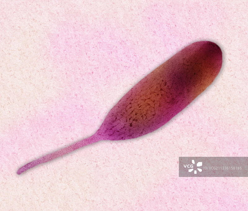 柄杆菌电镜图图片素材