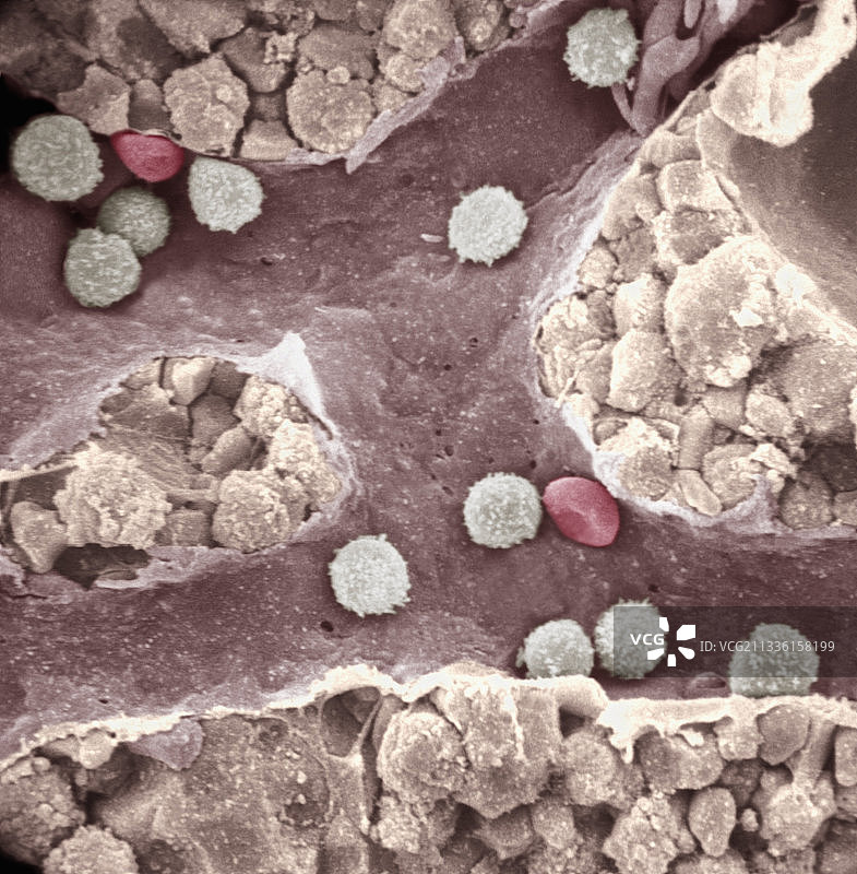 静脉窦内的成熟血细胞图片素材