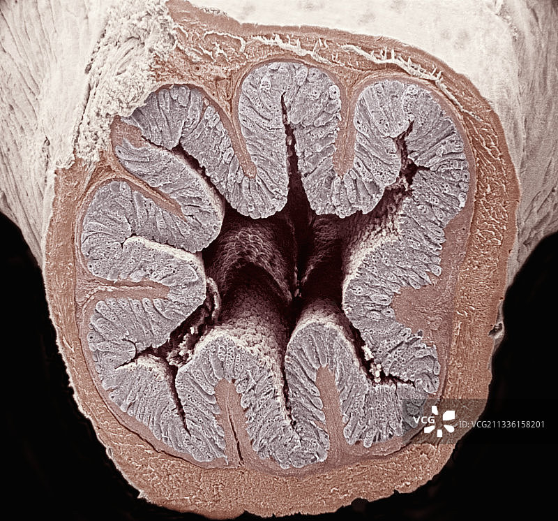 哺乳动物结肠横截面扫描电镜图图片素材