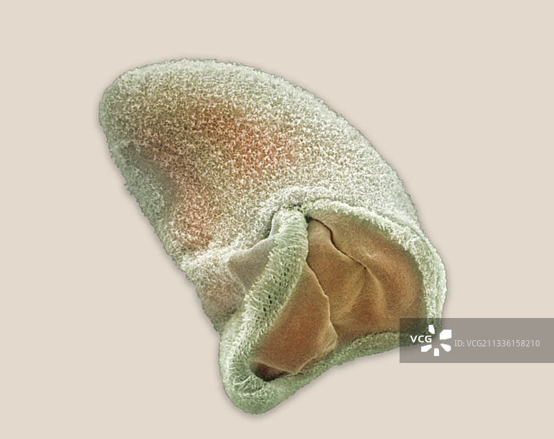 袋状原生动物的口和食道图片素材