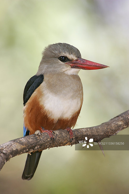 灰头翠鸟，肯尼亚图片素材