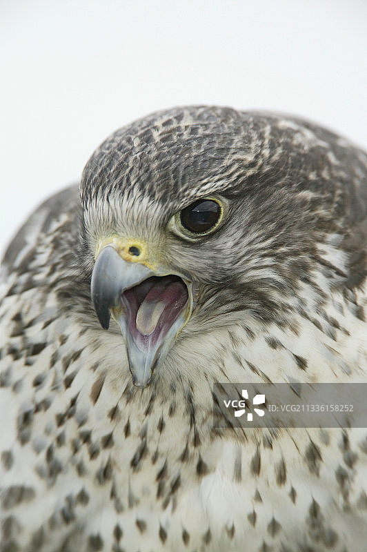 发出叫声的矛隼（Falco rusticolus）图片素材