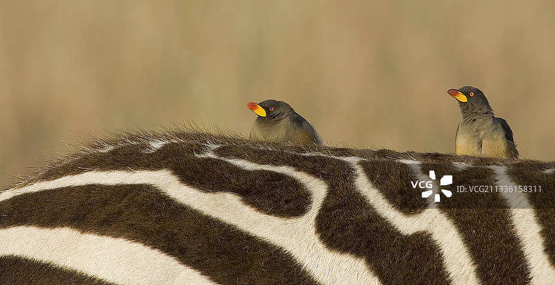 黄嘴牛椋鸟图片素材