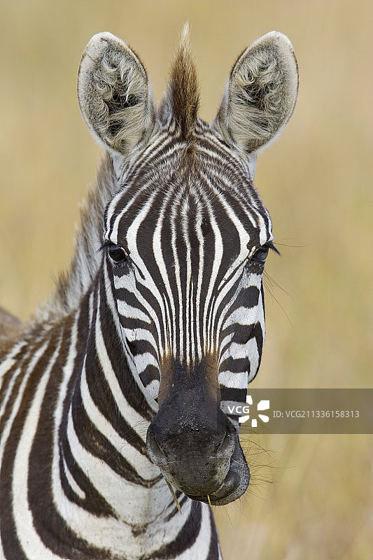 肯尼亚马赛马拉咀嚼的斑马图片素材