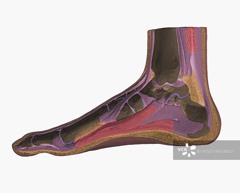 人类足部和踝部模型图片素材