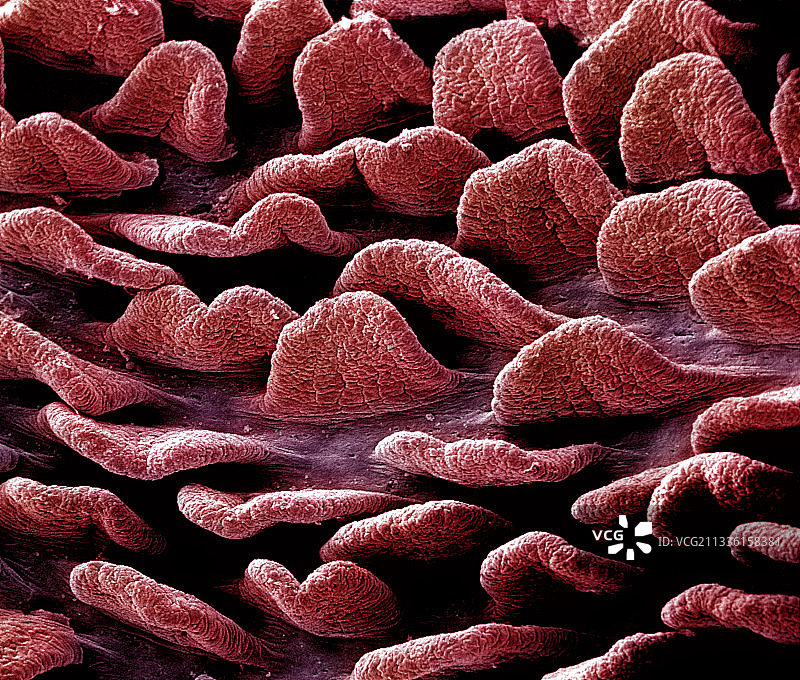 空肠的舌状绒毛图片素材