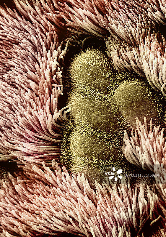 支气管纤毛上皮细胞层图片素材