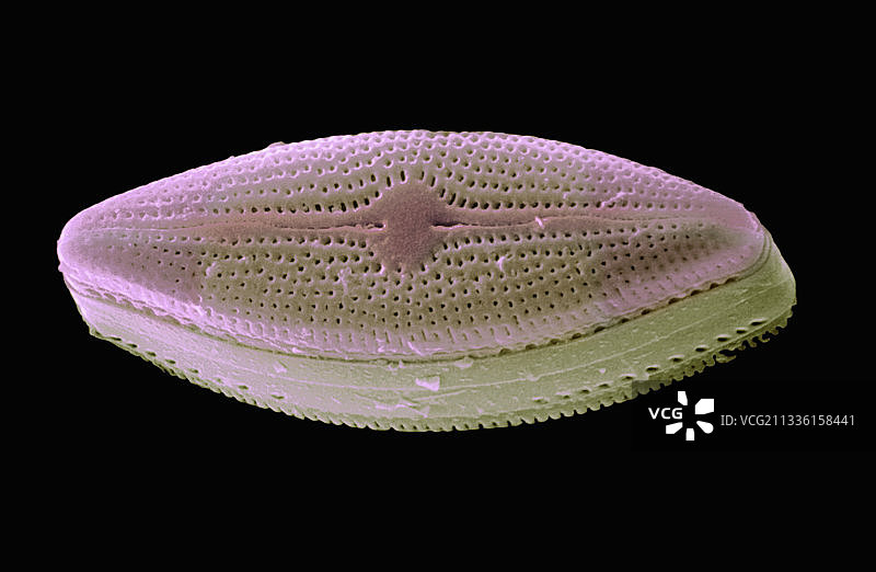 舟形藻硅藻图片素材