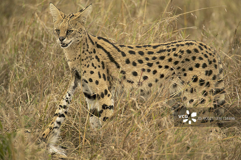 薮猫（Felis serval），马赛马拉，肯尼亚图片素材
