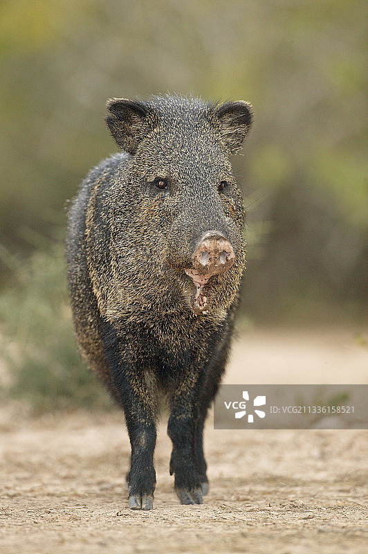 西貒（Pecari tajacu）图片素材
