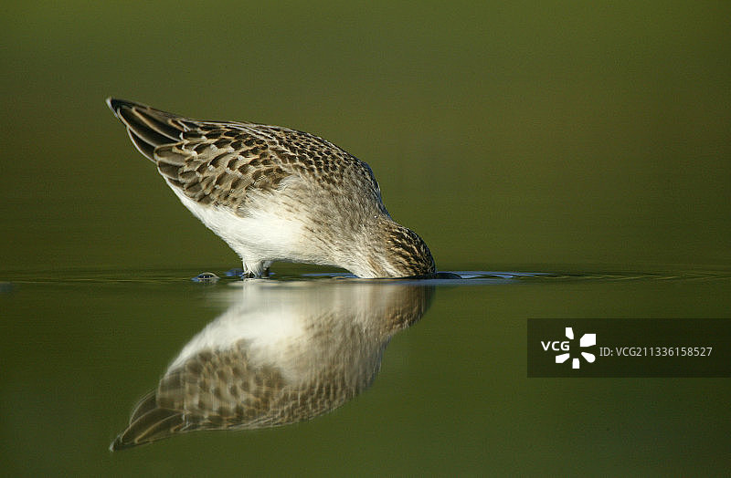 半蹼滨鹬图片素材