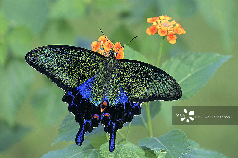 日本燕尾蝶图片素材