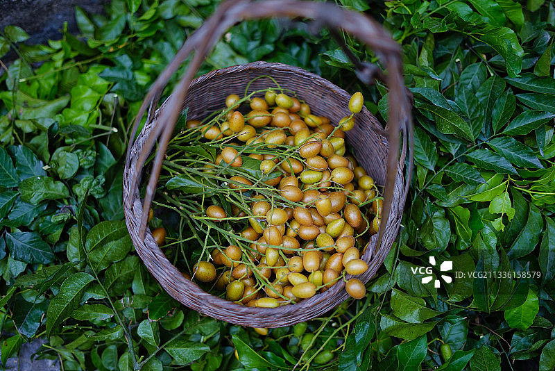 岭南鲜果图片素材