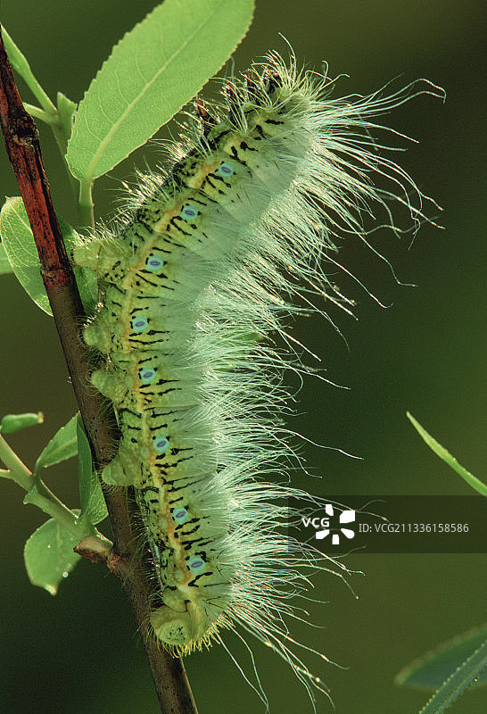 皇蛾幼虫图片素材