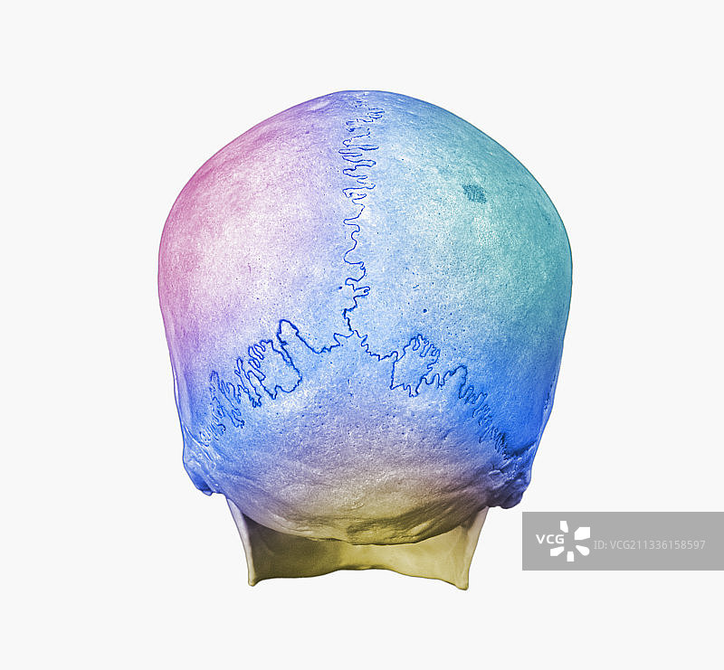 显示矢状缝、人字缝的骷髅图片素材