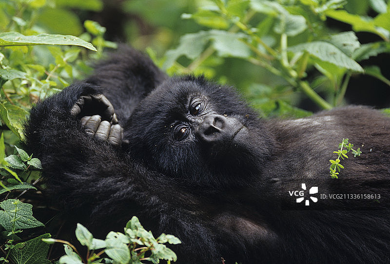 年轻山地大猩猩仰卧图片素材
