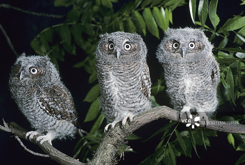 小东方角鸮图片素材