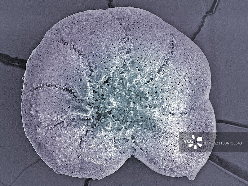 有孔虫测试或骨架扫描电镜X430图片素材