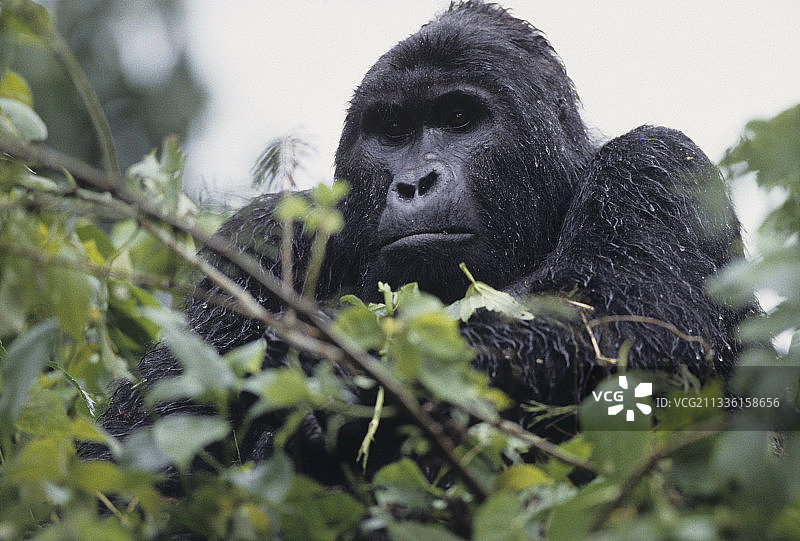 雄性山地大猩猩图片素材
