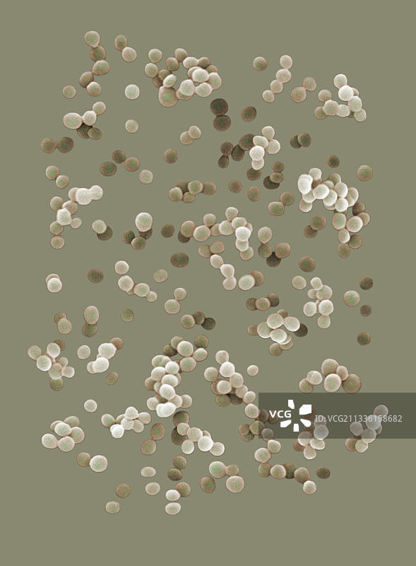 微球菌（SEM）图片素材