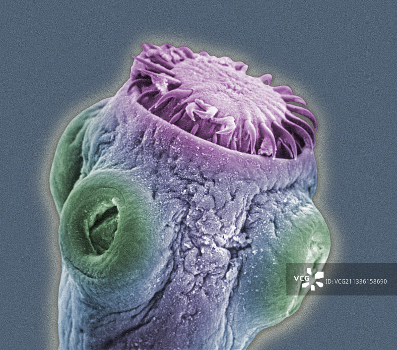 犬绦虫的头节图片素材