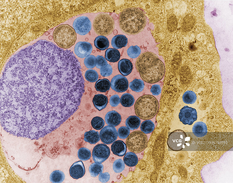 感染沙眼衣原体的细胞图片素材