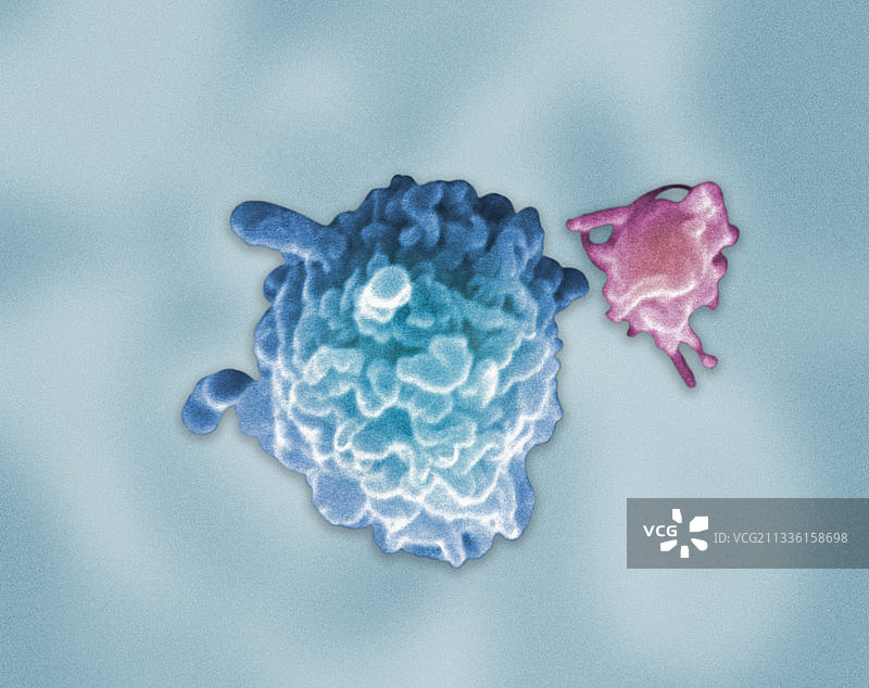 单核白细胞和血小板图片素材