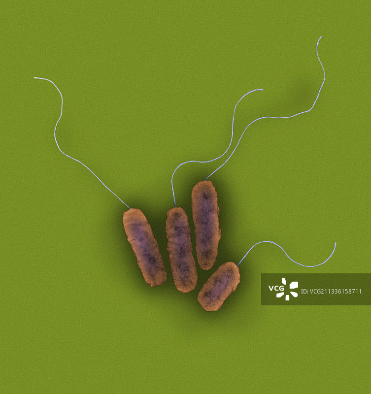 铜绿假单胞菌图片素材