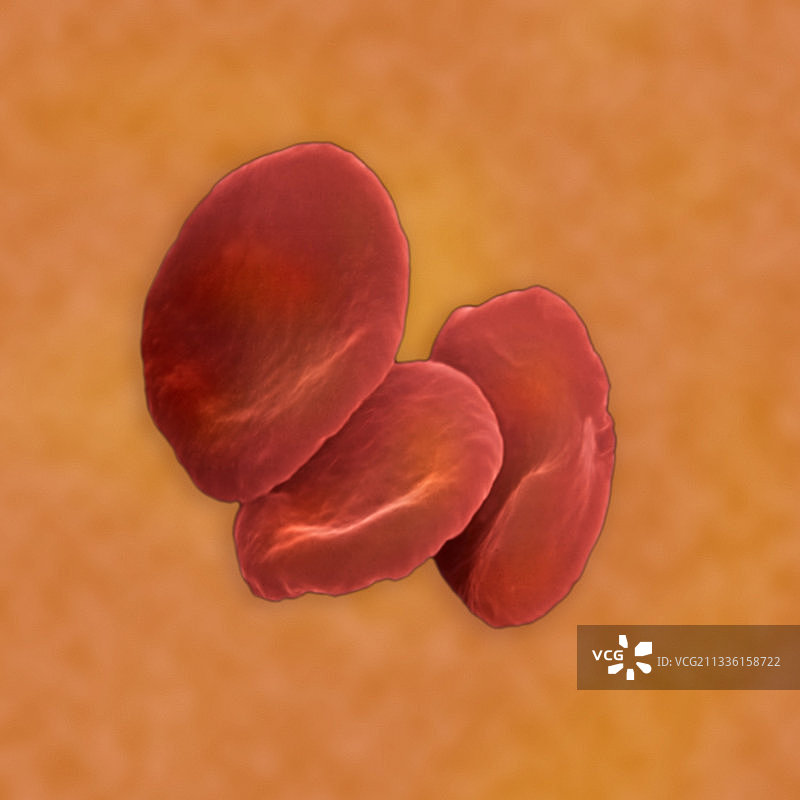 红色血细胞图片素材